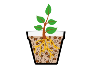 coltivazioni-in-vaso-lecagreen-P45