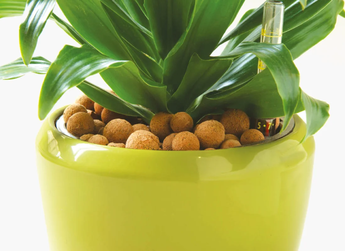 agrilaterlite-piante-vaso-P44-4