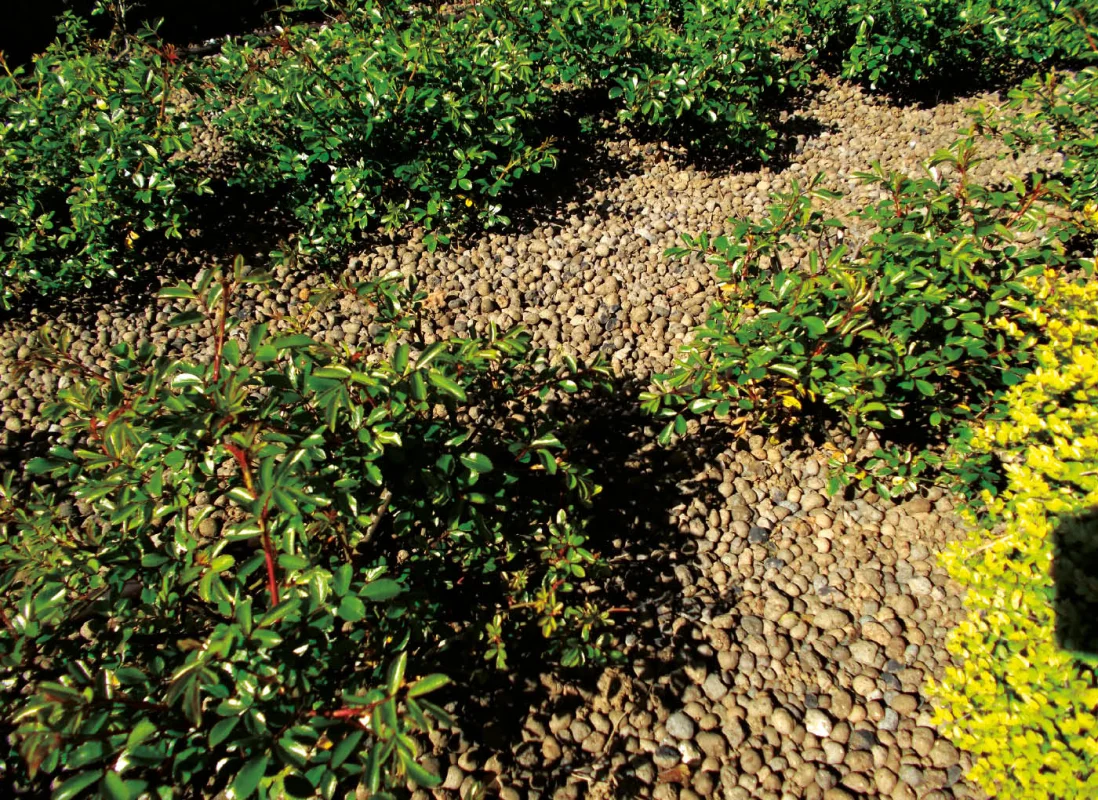 argilla-espansa-pacciamatura-agrileca-P43-8