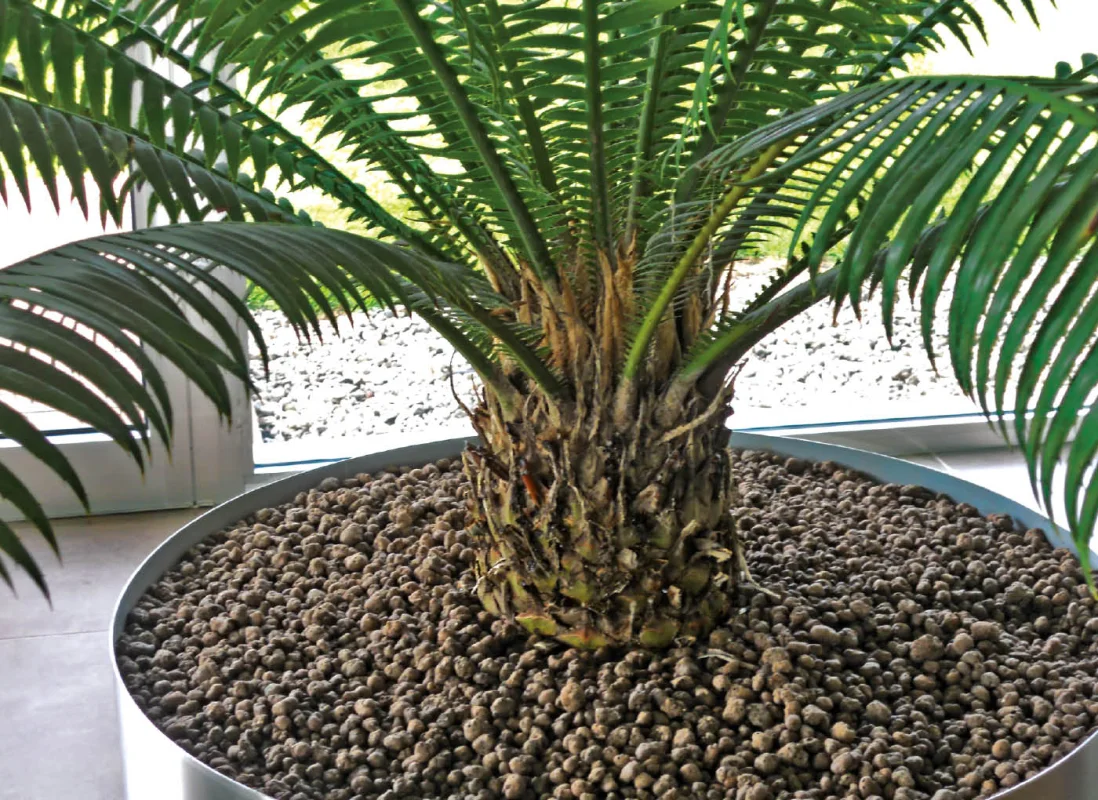 argilla-espansa-piante-vaso-agrileca-P43-9