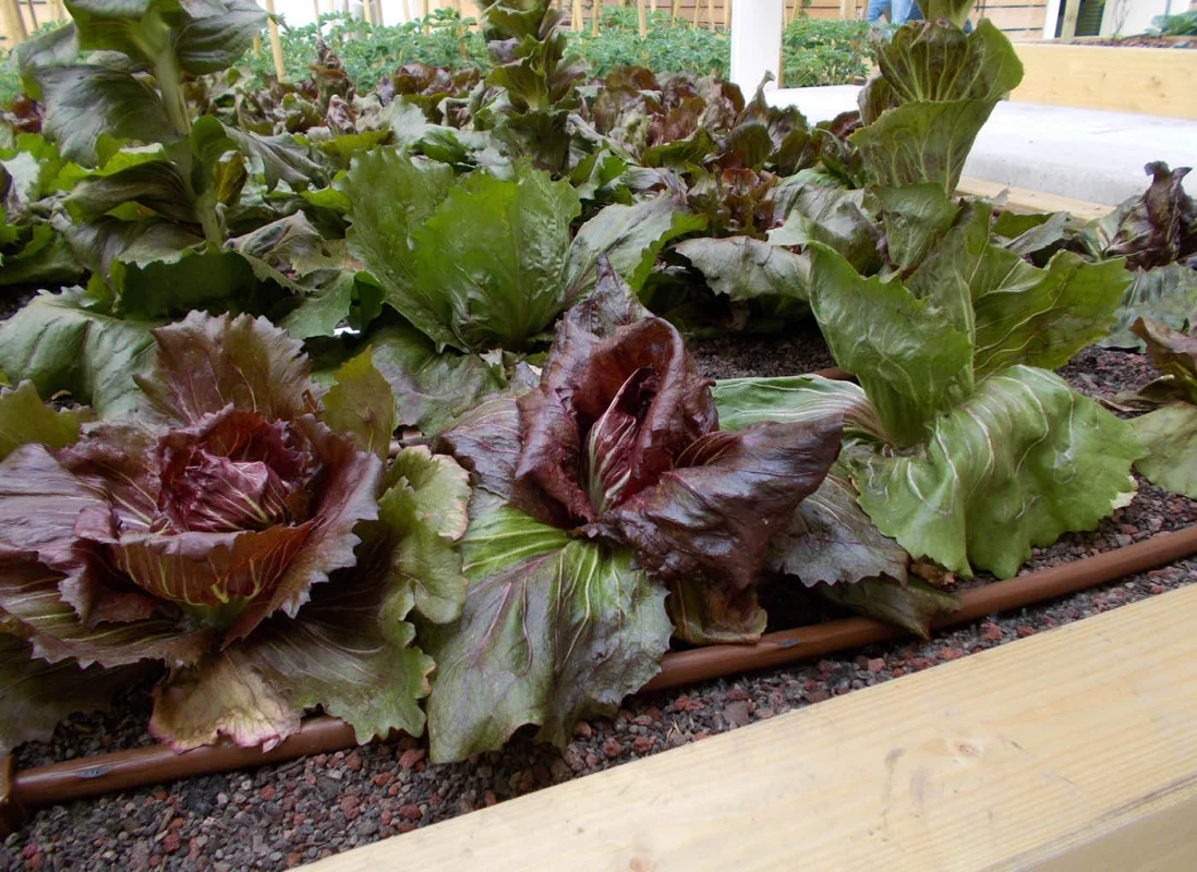 expo-2015-cluster-spezie-verde-leca-