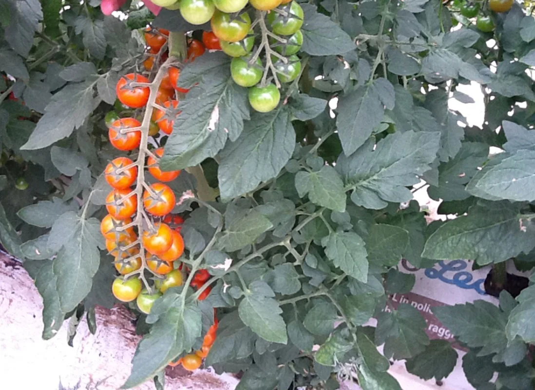 idroleca-coltivazioni-fuori-suolo-P46-3