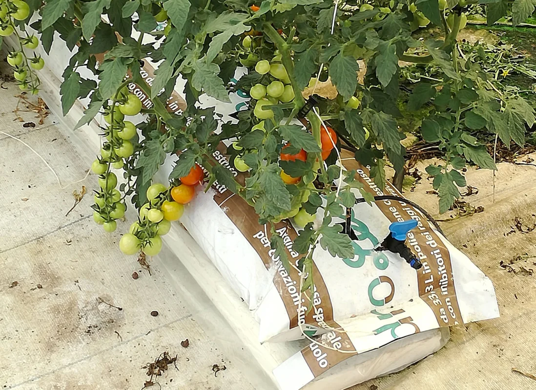 idroleca-coltivazioni-fuori-suolo-P46-4