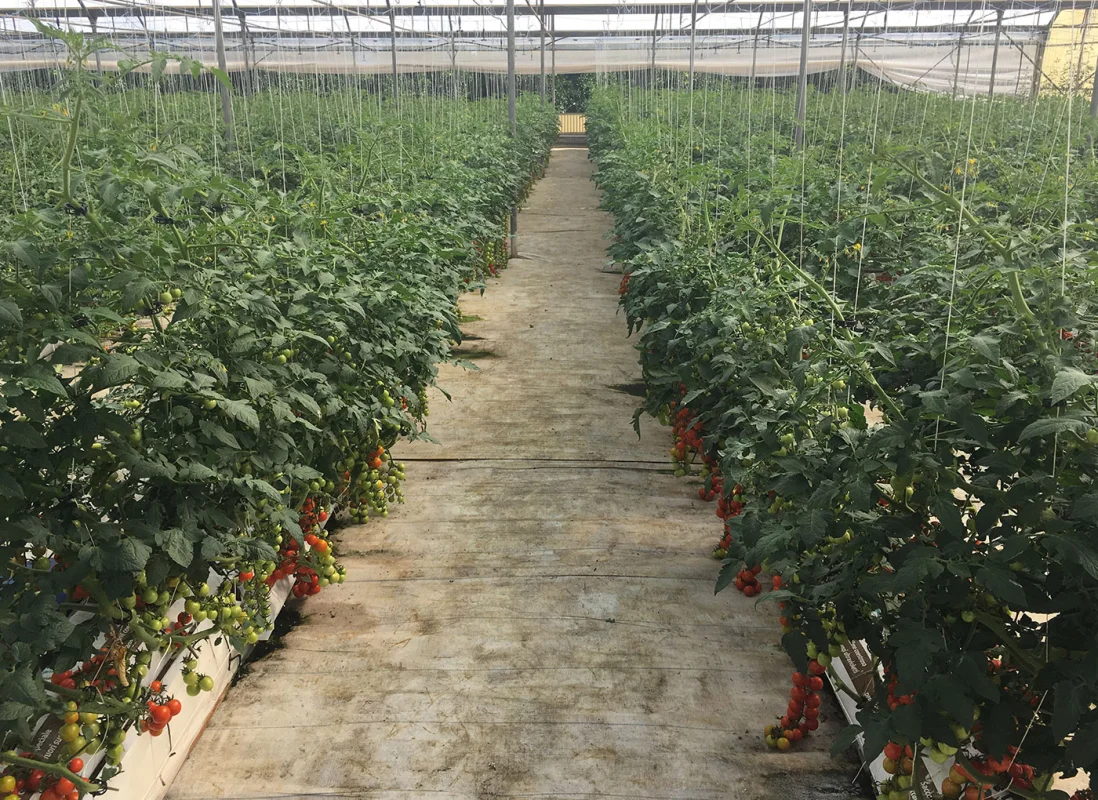 idroleca-coltivazioni-fuori-suolo-P46-5