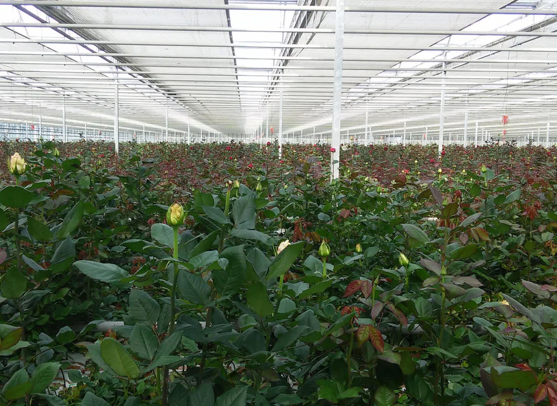 idroleca-coltivazioni-fuori-suolo-P46-6