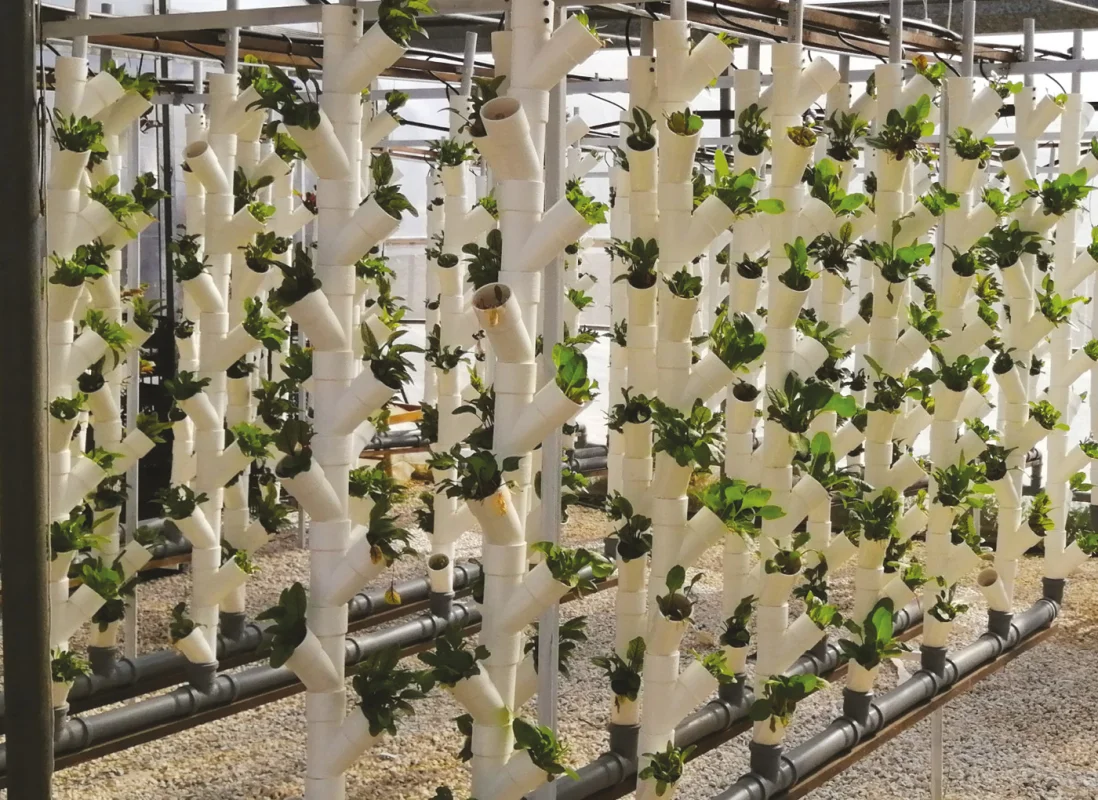 idroleca-coltivazioni-fuori-suolo-P46-7