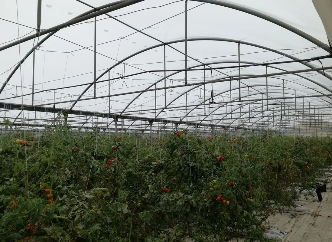 idroleca-coltivazioni-fuori-suolo-P46