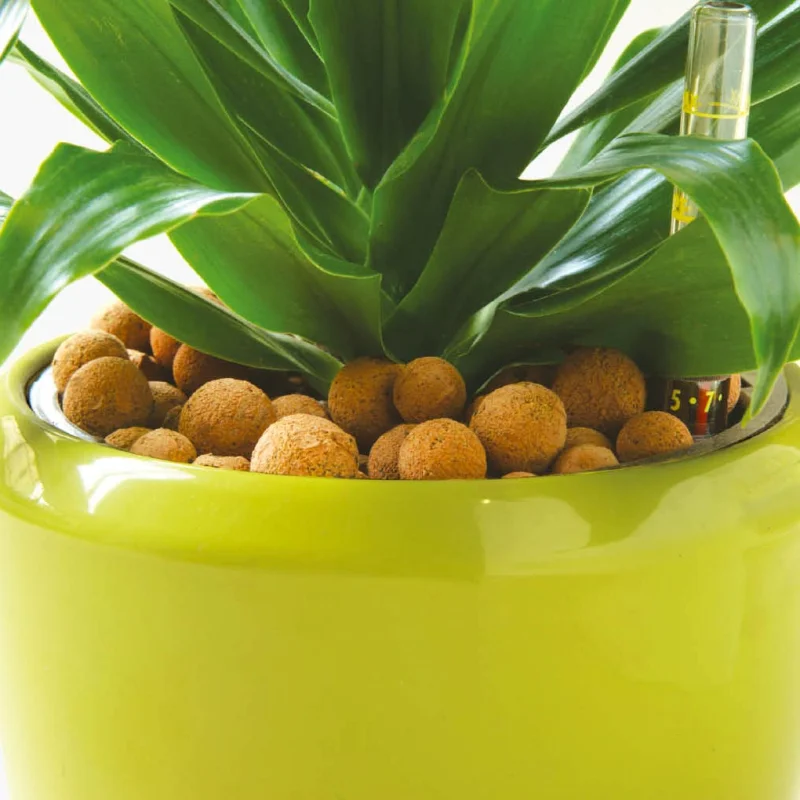 Idroponica domestica: coltivazione indoor e outdoor