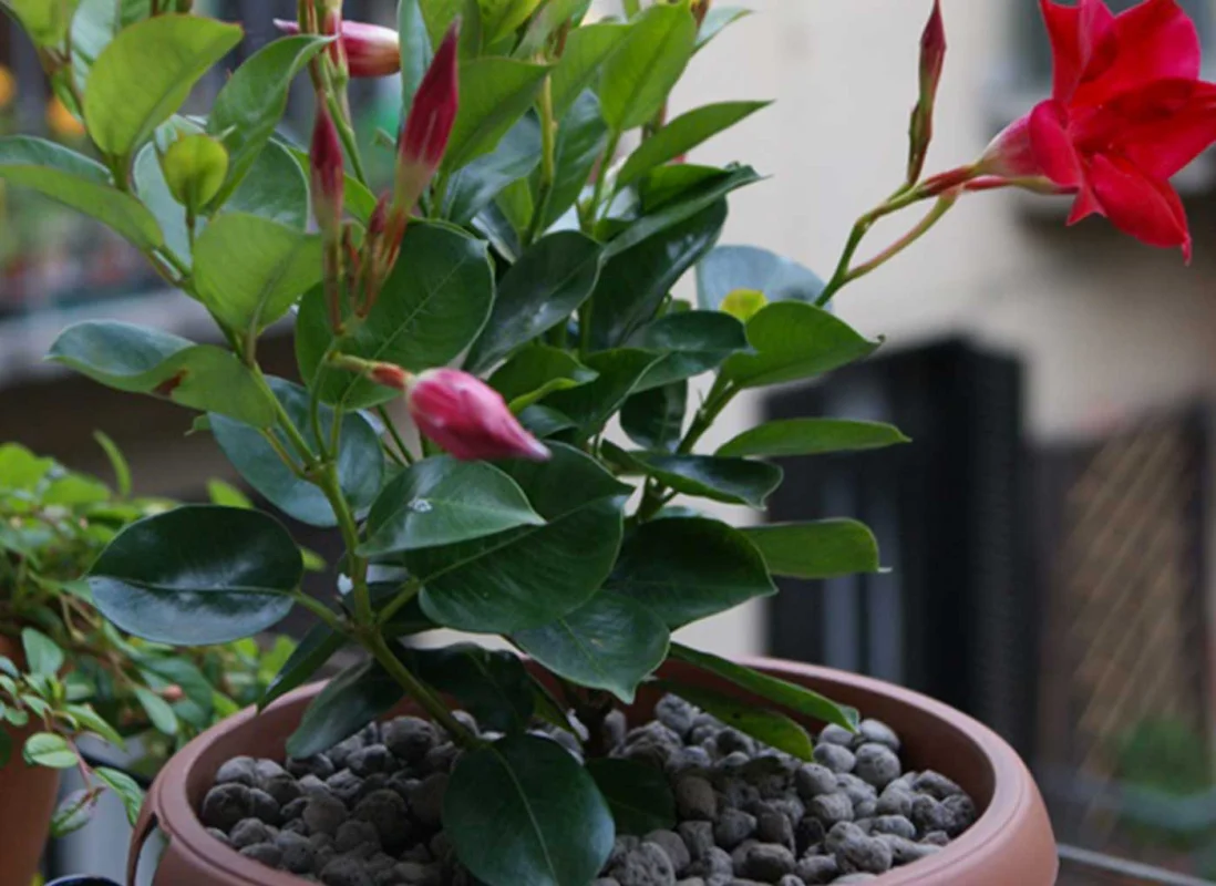 pacciamatura-naturale-agrileca-AV5