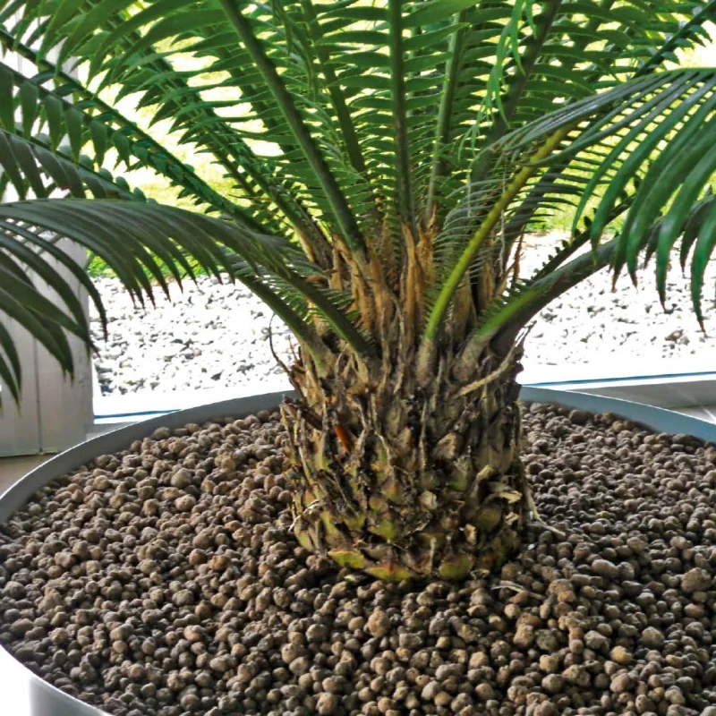 Vivaismo e piante in vaso