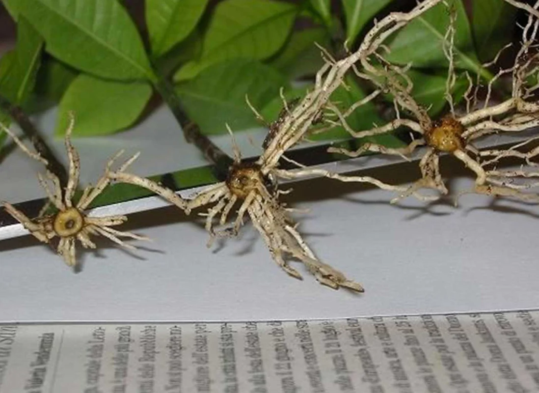 talea-agrileca-AV6-2