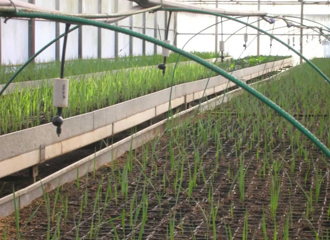 taleaggio-agrileca-AV6-1