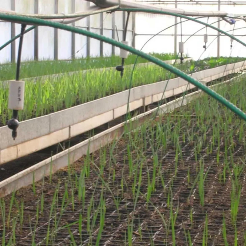 Taleaggio, riproduzione delle piante per talea