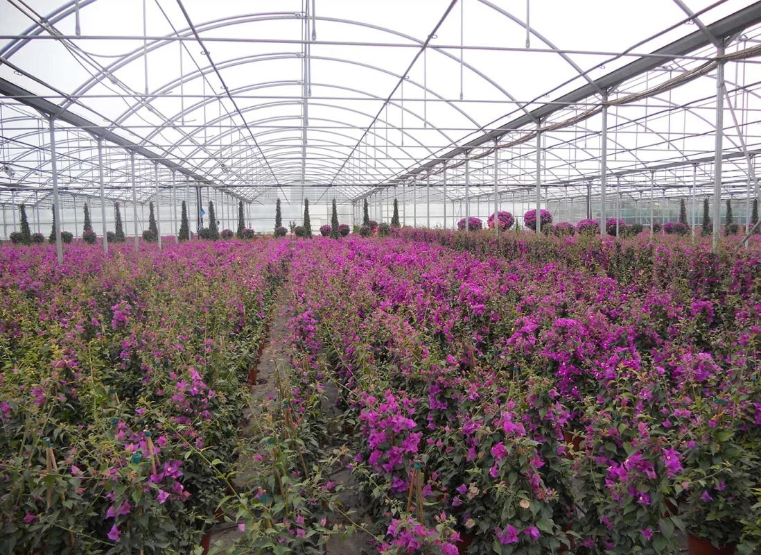 vivaismo-piante-in-vaso-AV4-3