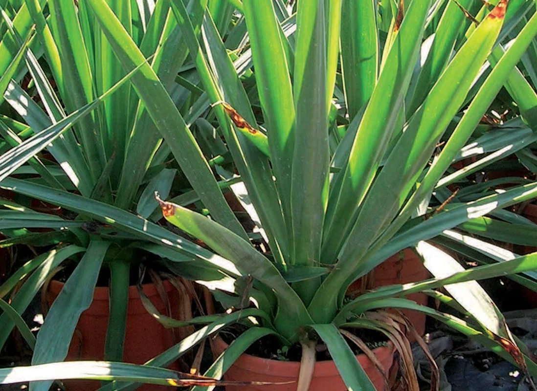 vivaismo-piante-in-vaso-AV4